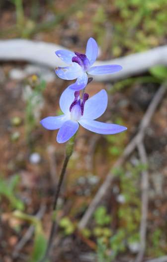 Cyanicula - Orchid-blue-fairy-2-Orchid-Ridge-Sep-2018p0002.JPG